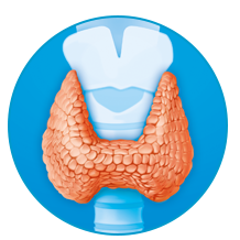 Щитовидная железа нормальных размеров