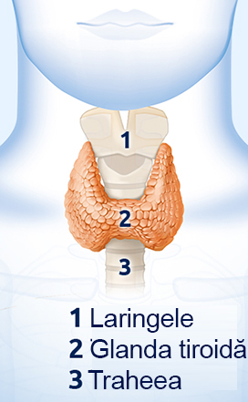 Poziția glandei tiroide