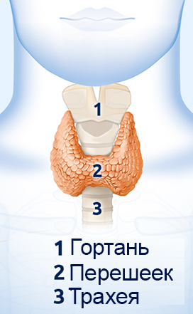 Положение щитовидной железы